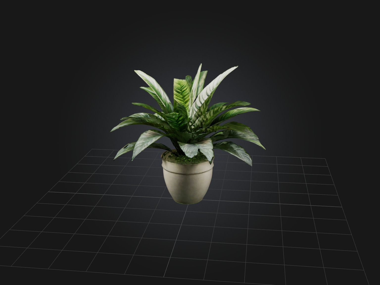 Calathea Model Low-poly 3D model_9