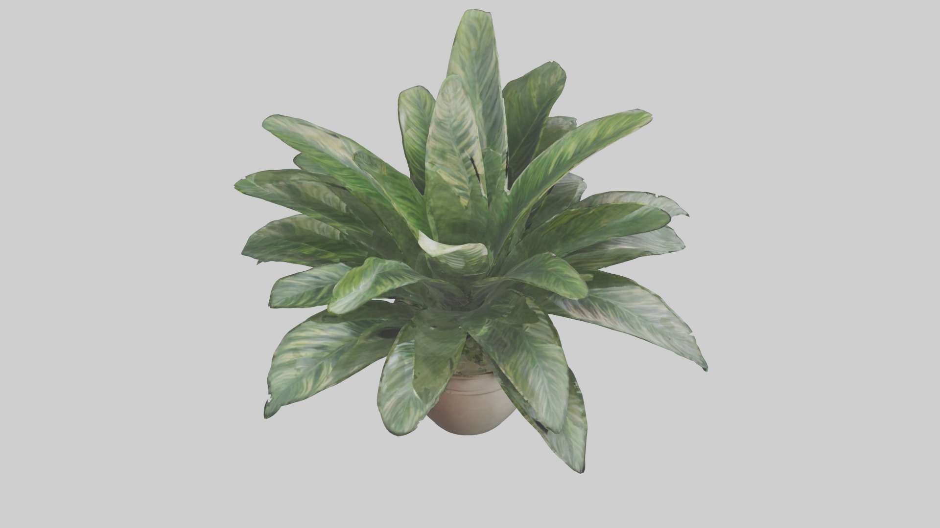 Calathea Model Low-poly 3D model_12