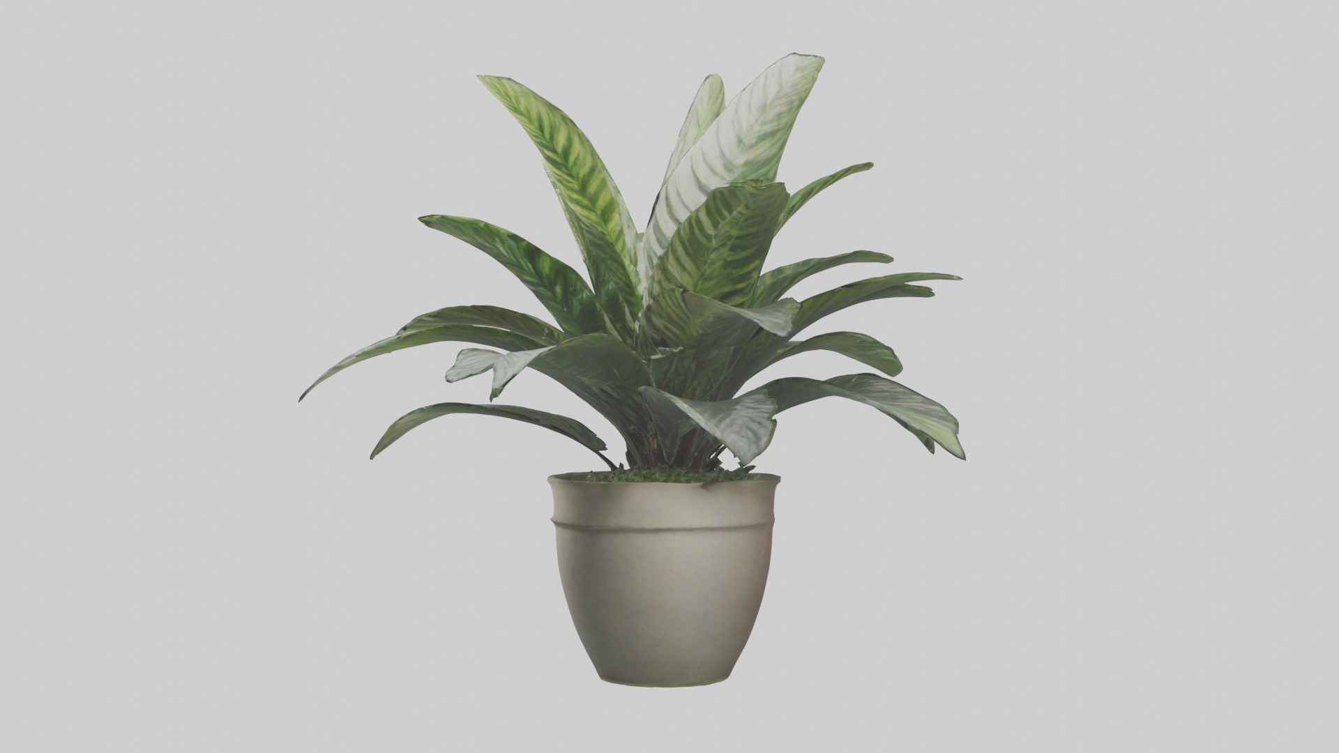 Calathea Model Low-poly 3D model_13