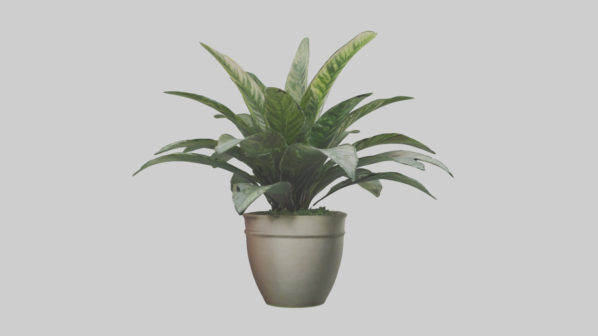 Calathea Model Low-poly 3D model_4