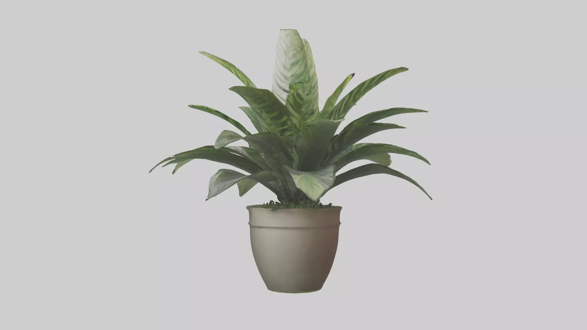 Calathea Model Low-poly 3D model_0