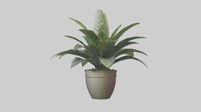 Calathea Model Low-poly 3D model
