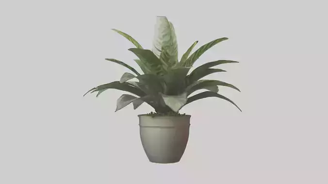 Calathea Model