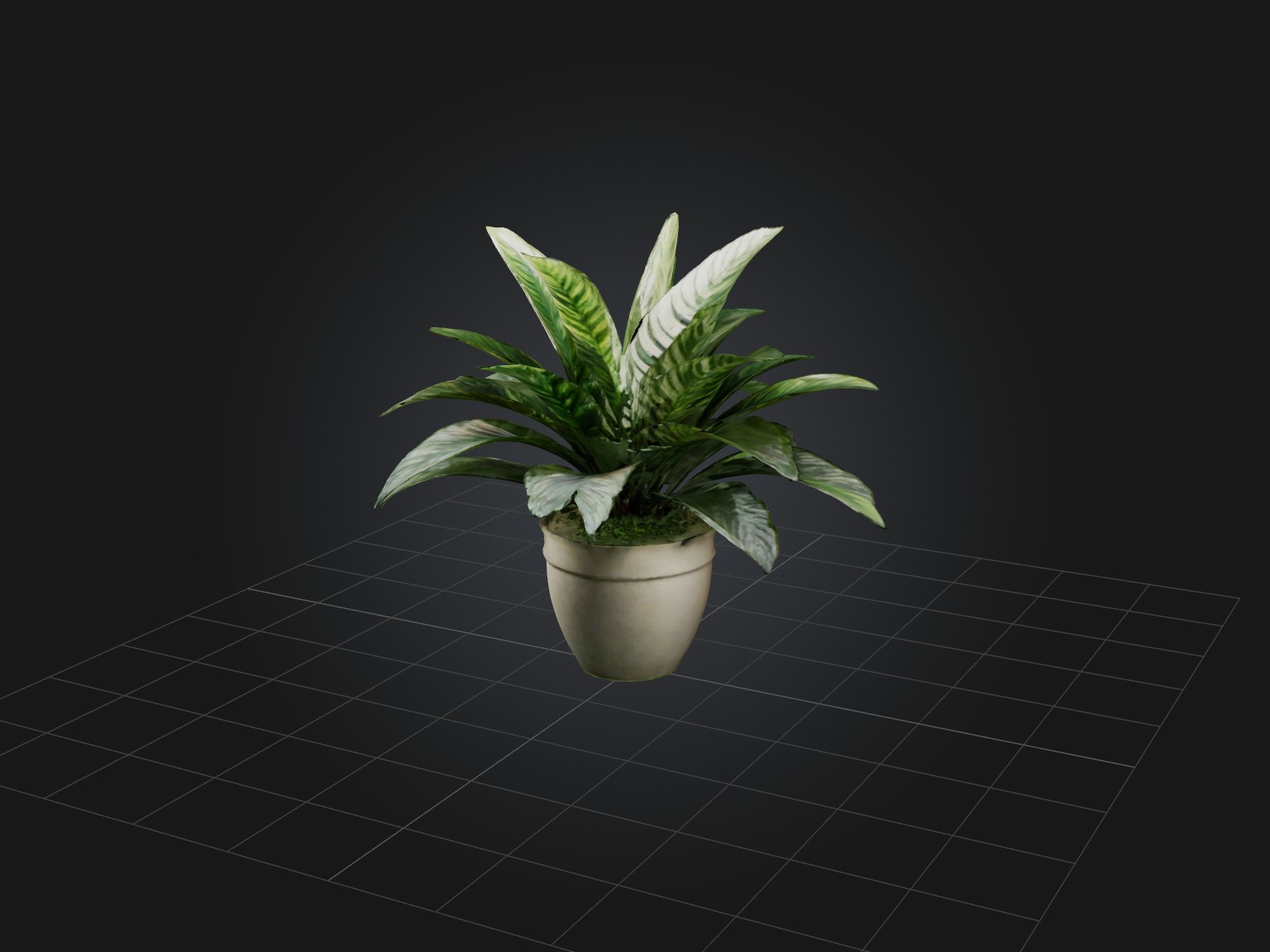 Calathea Model Low-poly 3D model_7