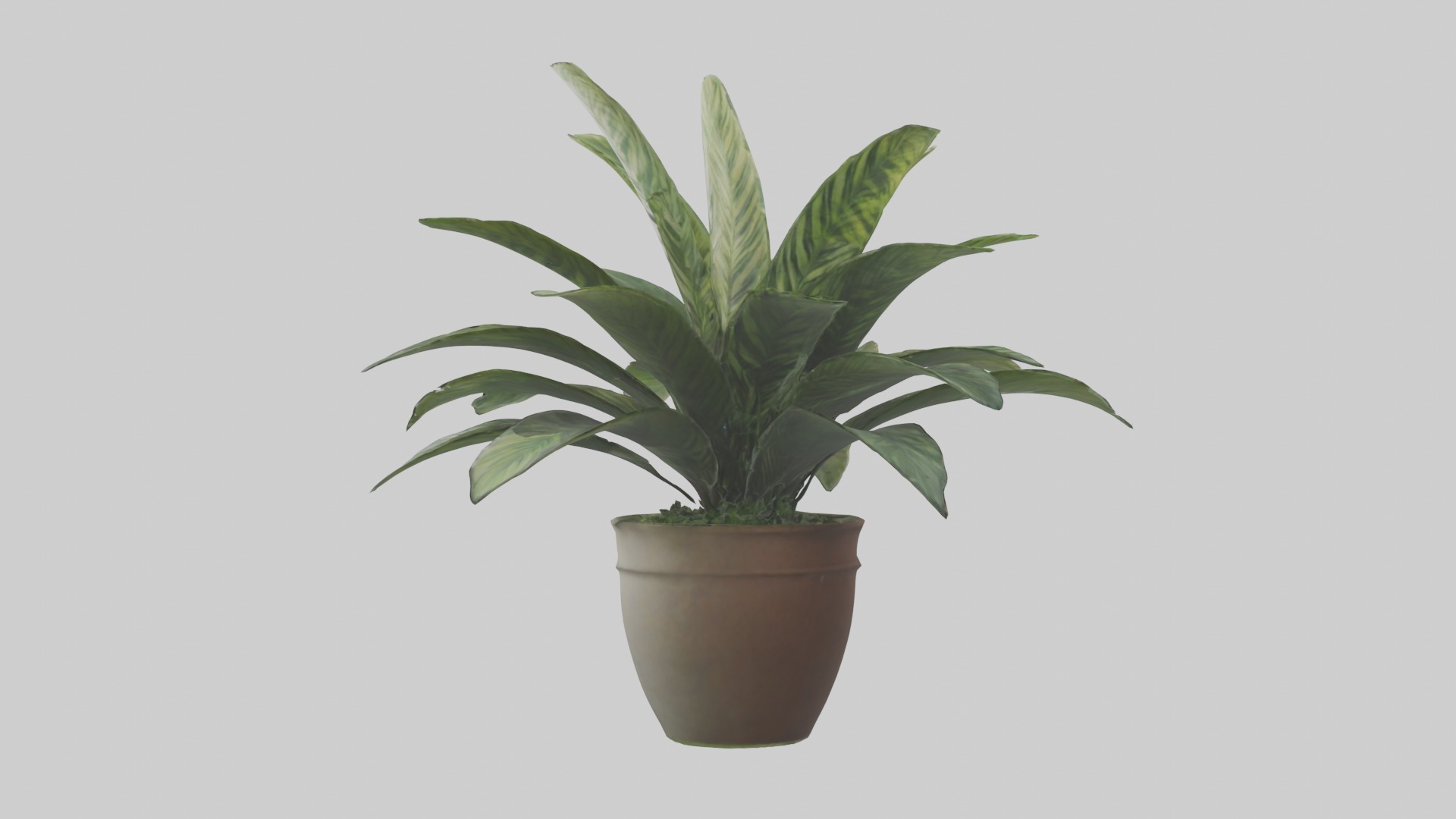 Calathea Model Low-poly 3D model_2