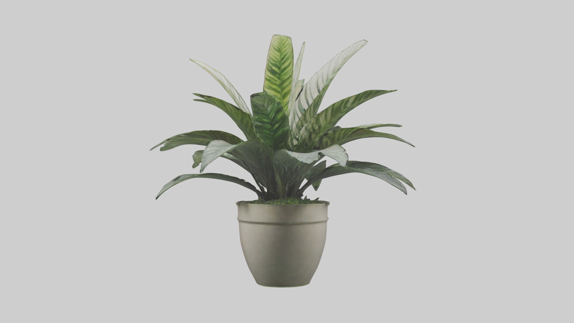 Calathea Model Low-poly 3D model_16