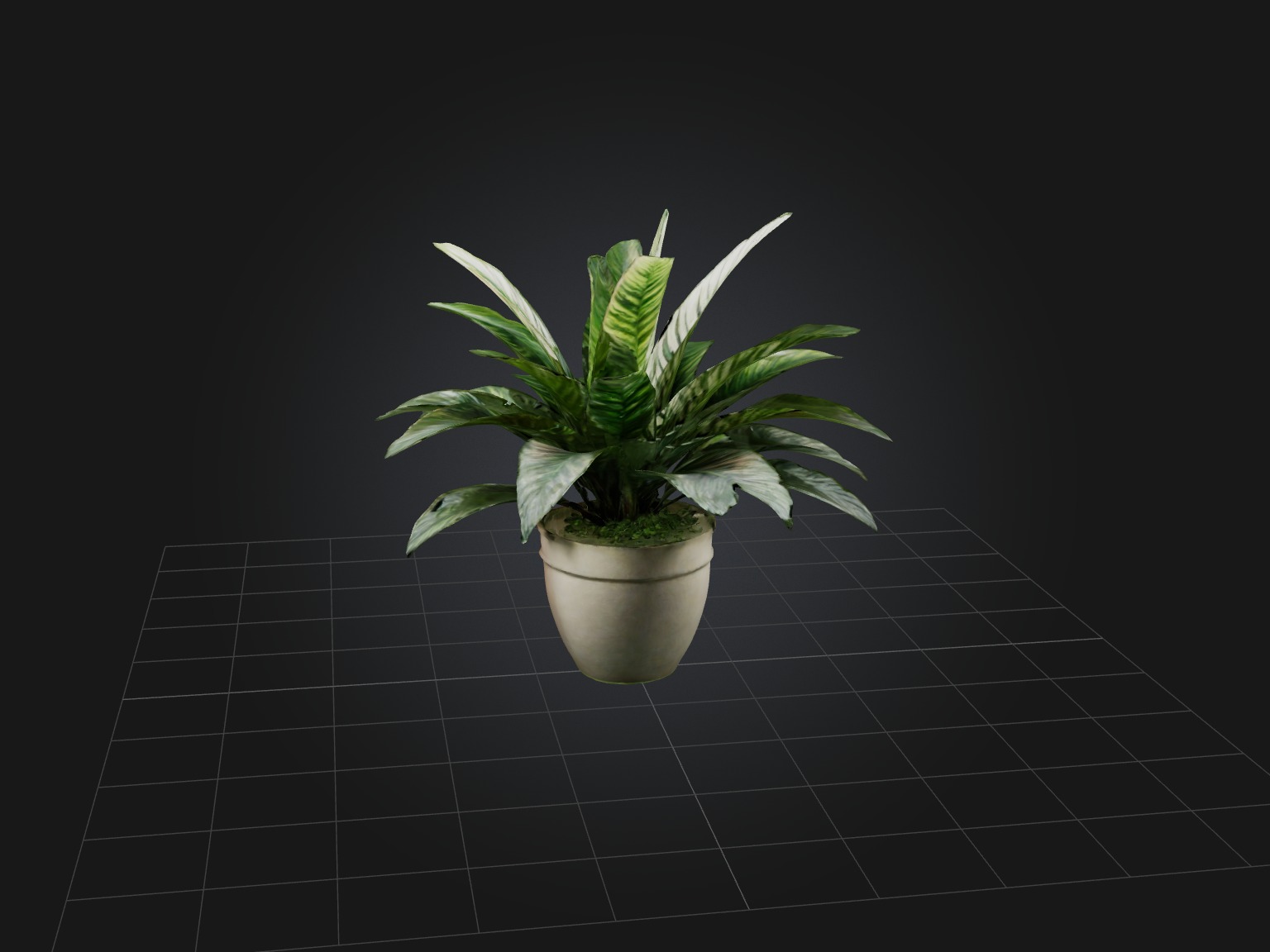 Calathea Model Low-poly 3D model_10
