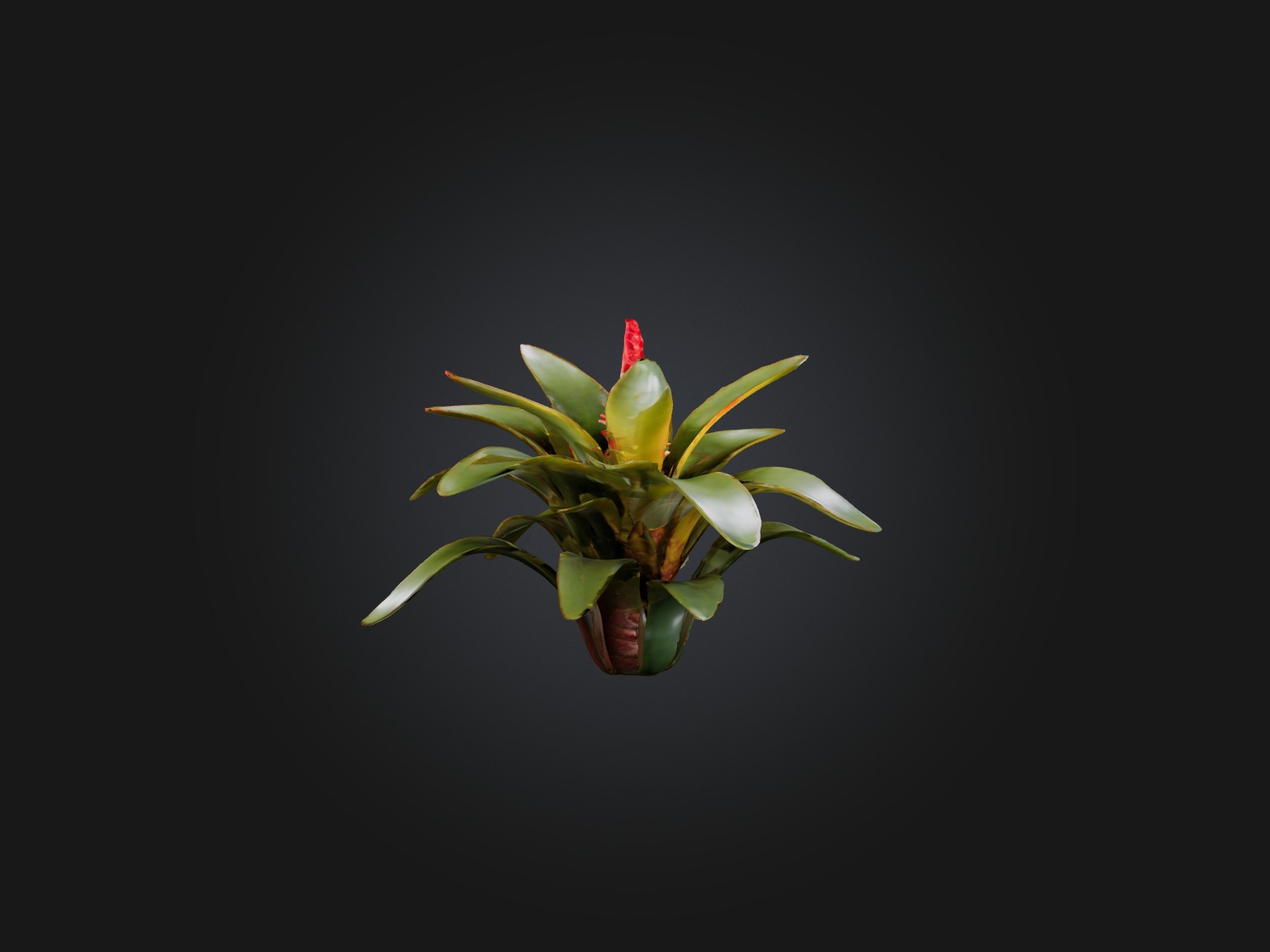 Bromeliad Model Low-poly 3D model_7