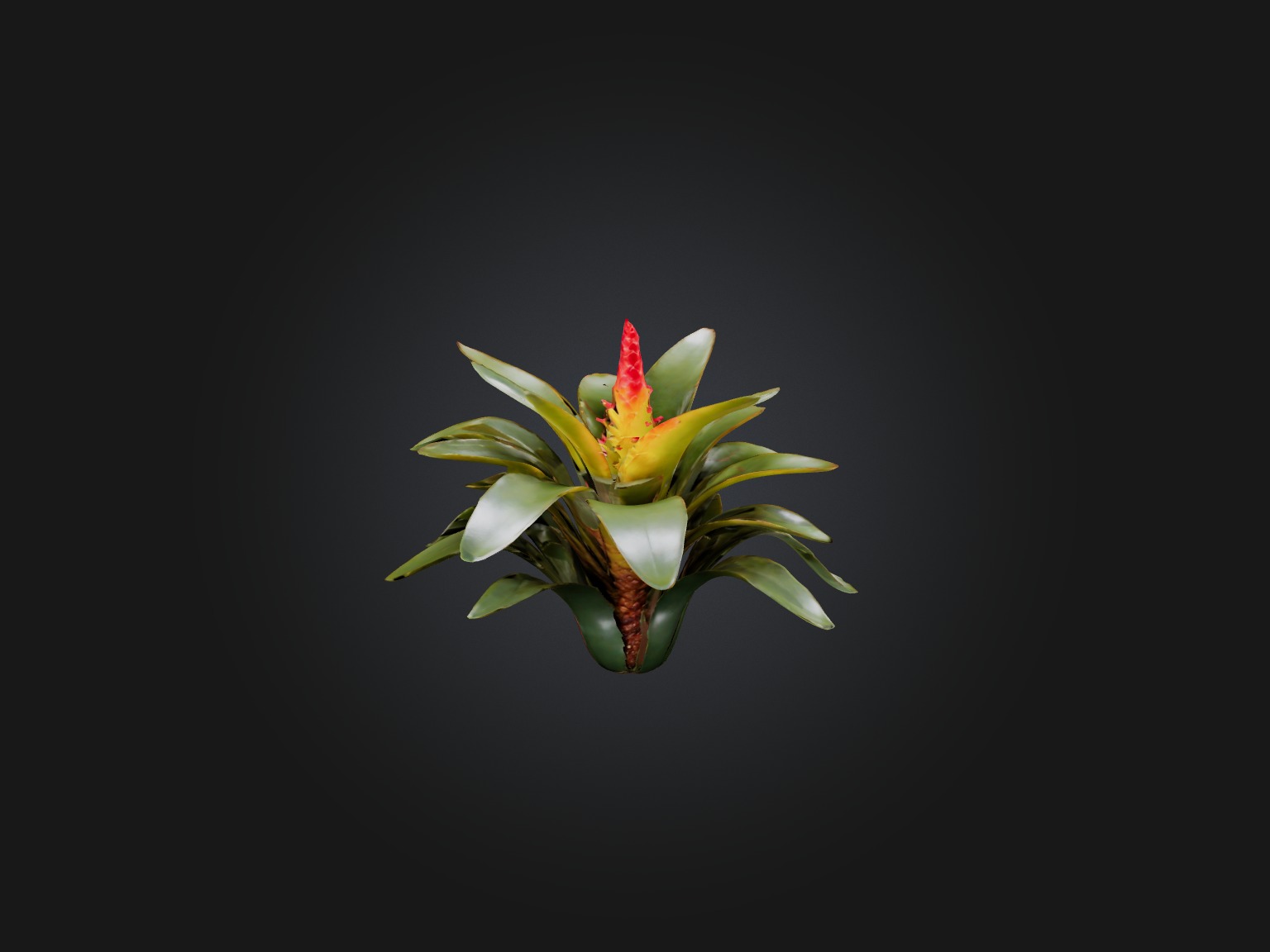 Bromeliad Model Low-poly 3D model_4