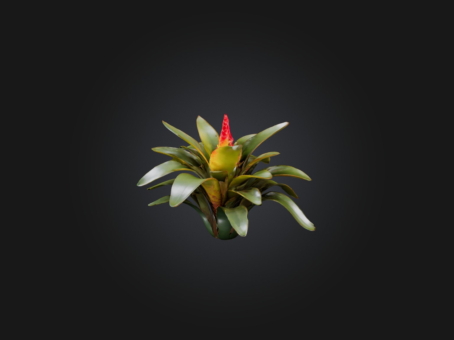 Bromeliad Model Low-poly 3D model_1