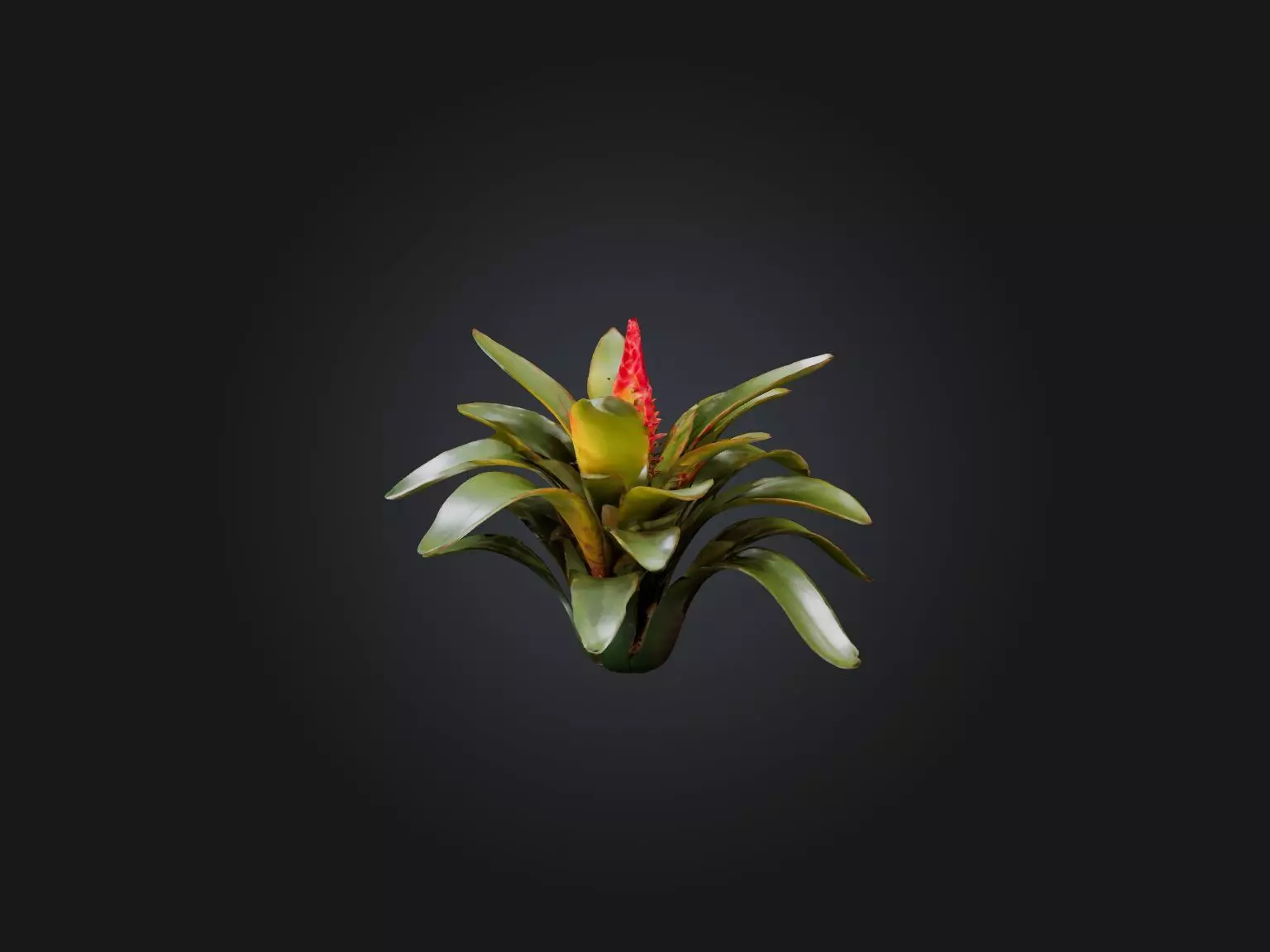 Bromeliad Model Low-poly 3D model_0