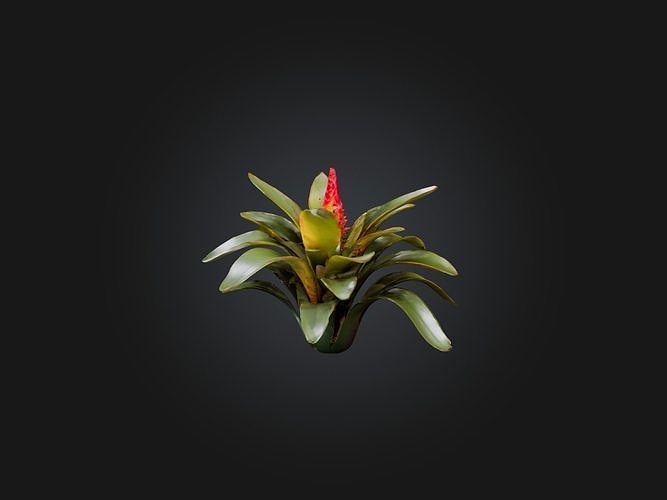 Bromeliad Model Low-poly 3D model
