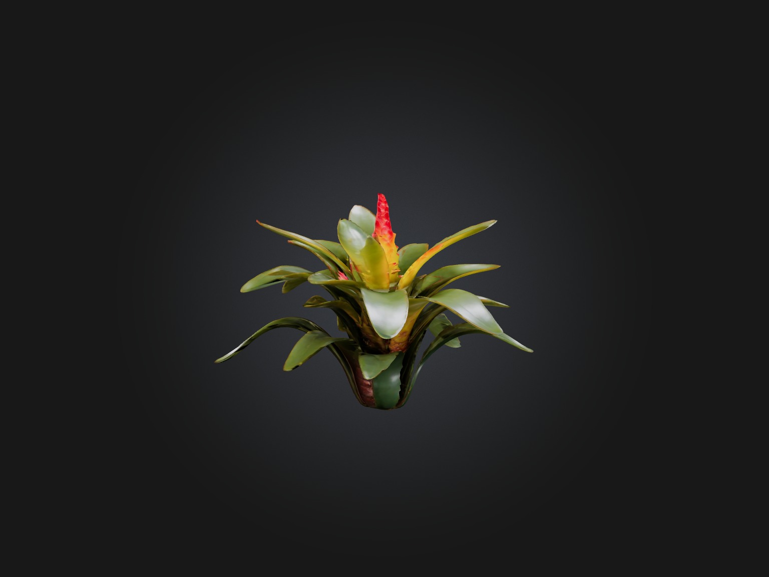 Bromeliad Model Low-poly 3D model_6