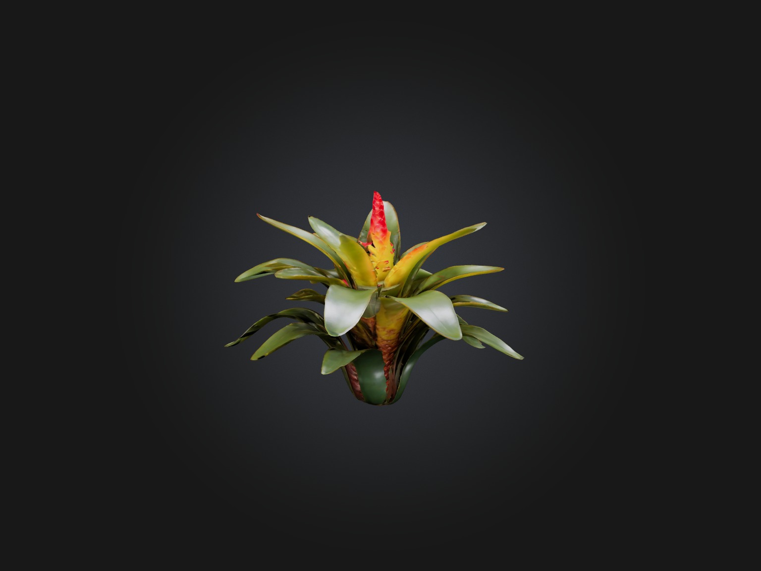 Bromeliad Model Low-poly 3D model_5
