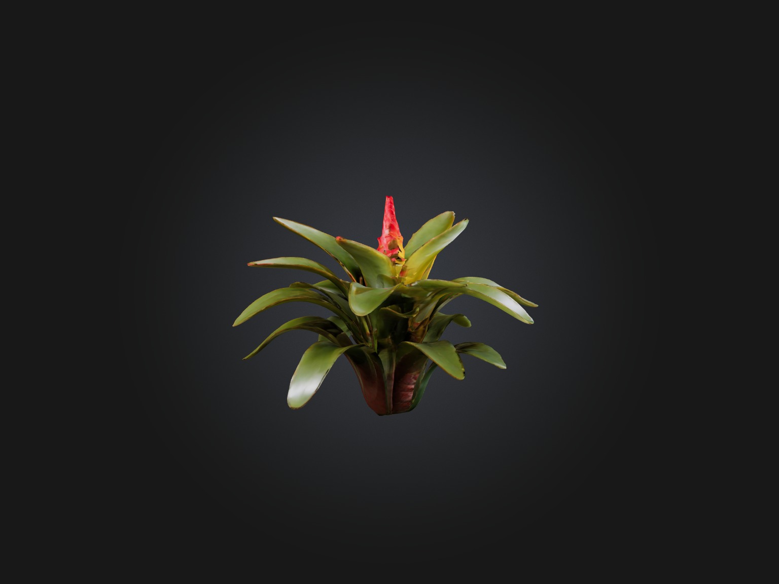Bromeliad Model Low-poly 3D model_9