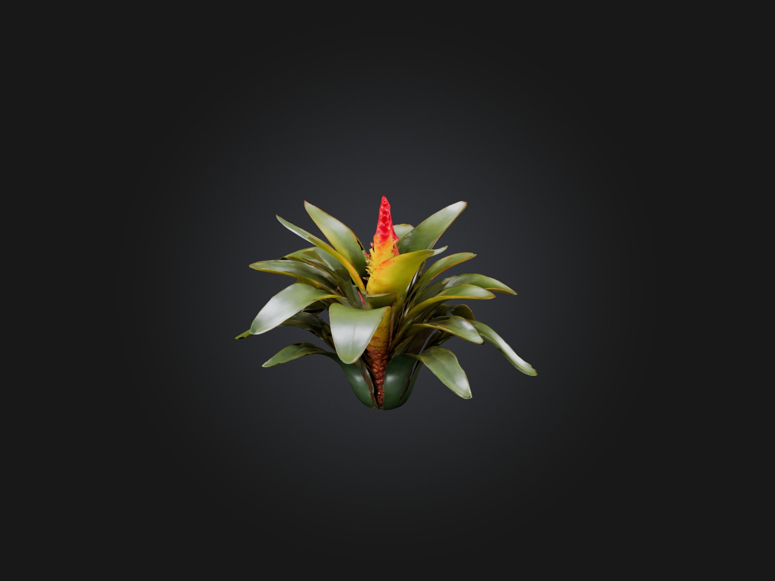 Bromeliad Model Low-poly 3D model_3