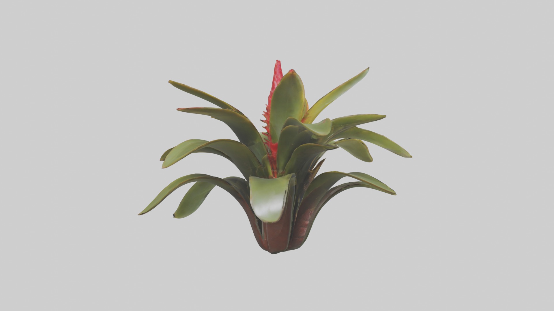 Bromeliad Model Low-poly 3D model_10