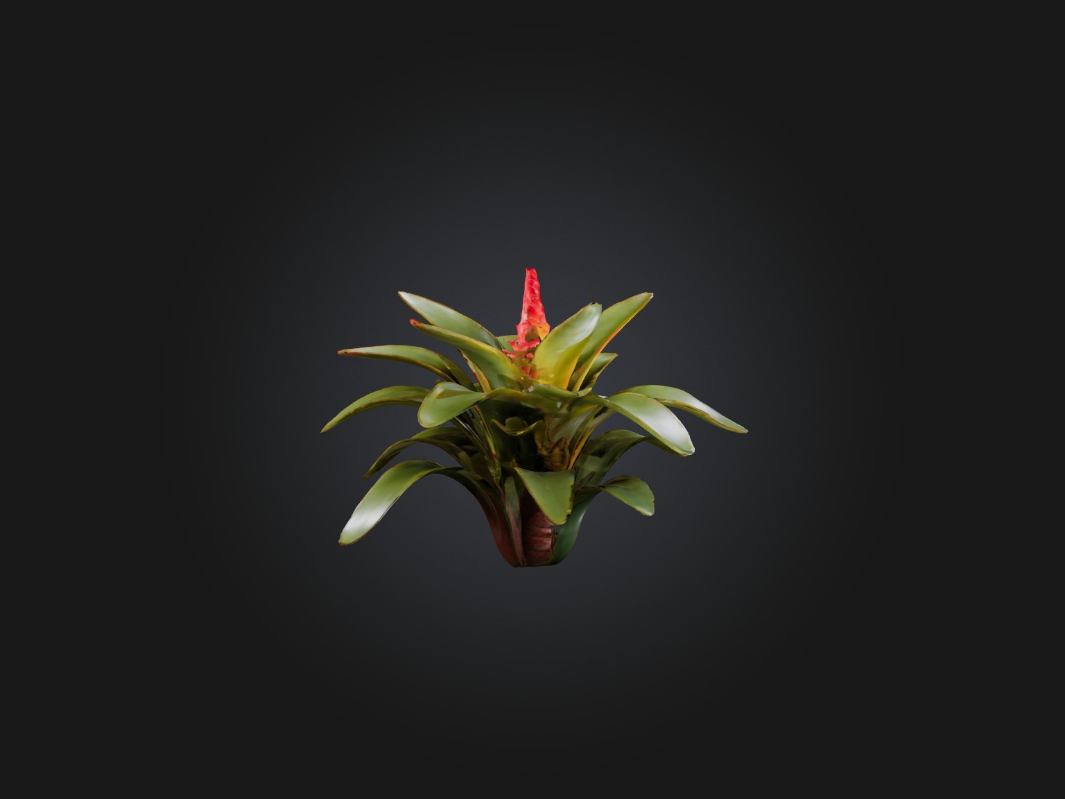 Bromeliad Model Low-poly 3D model_8