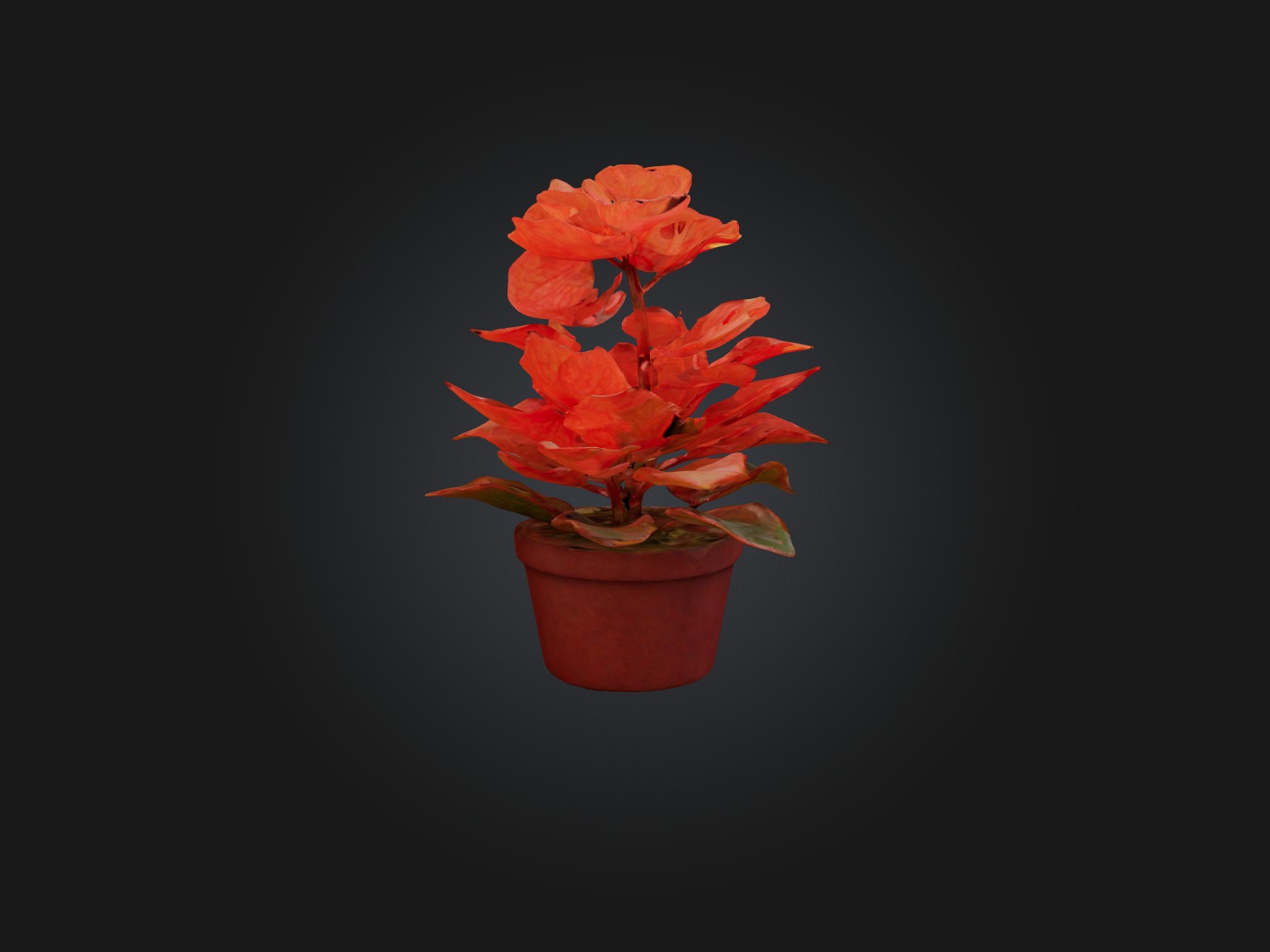 Begonia Model Low-poly 3D model_9