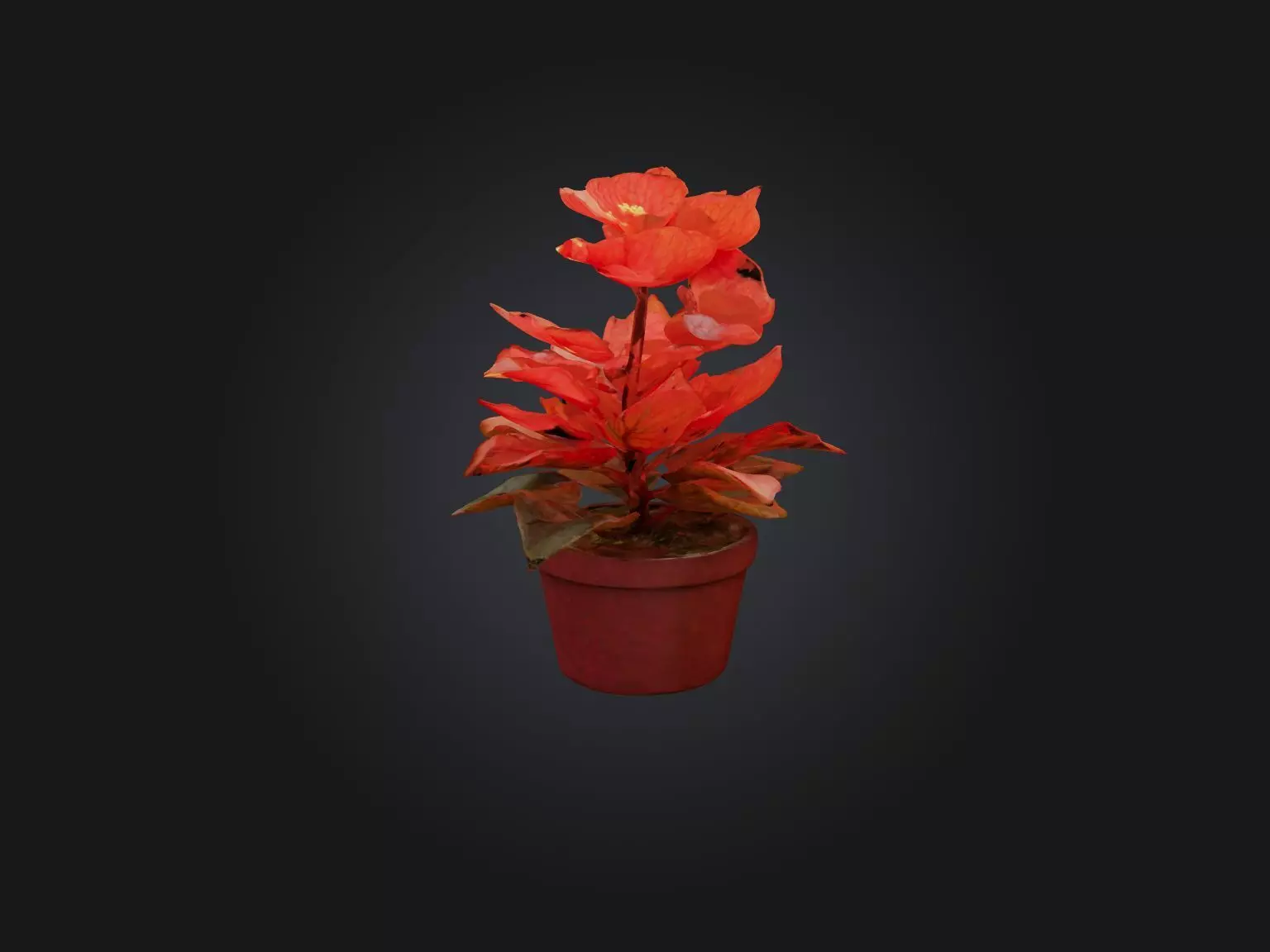 Begonia Model Low-poly 3D model_0
