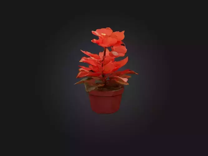 Begonia Model Low-poly 3D model Begonia Model Low-poly 3D model