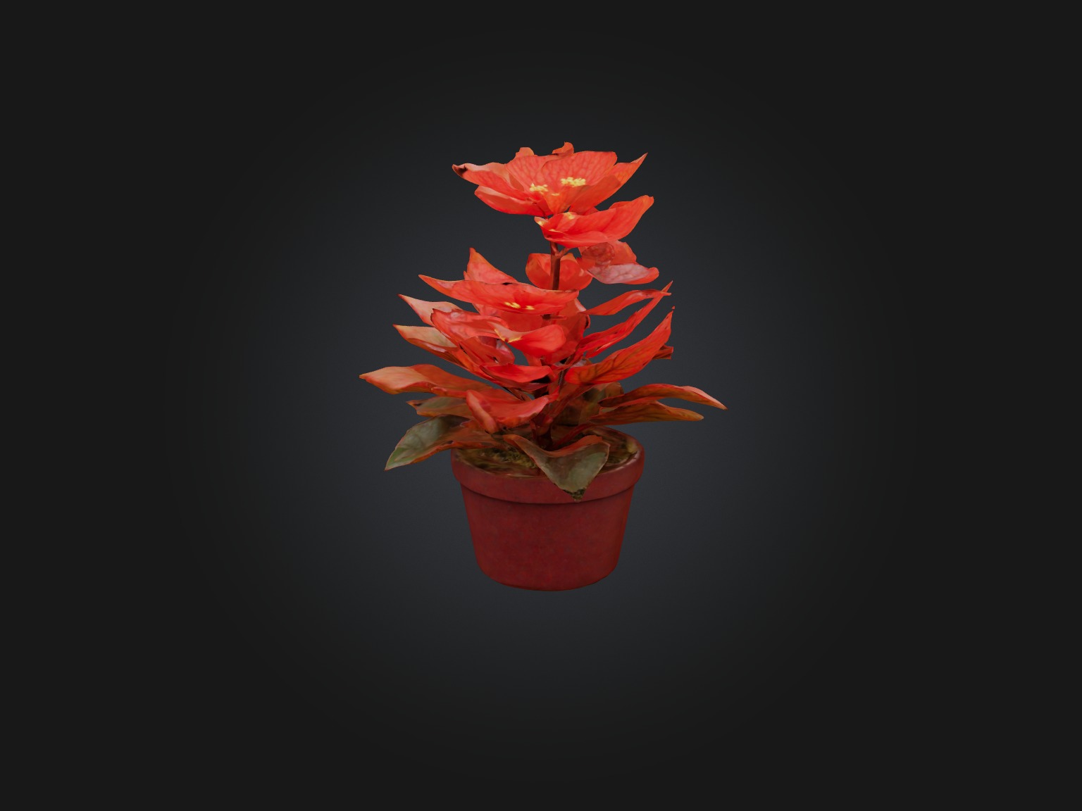 Begonia Model Low-poly 3D model_3