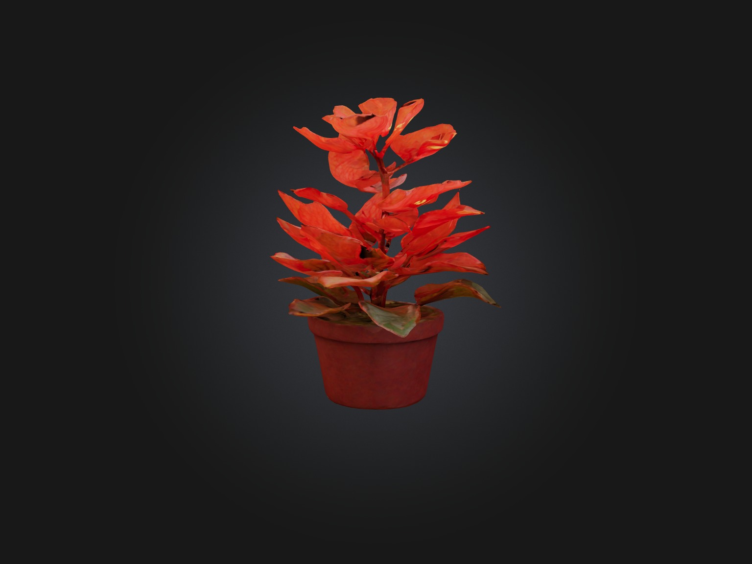 Begonia Model Low-poly 3D model_7