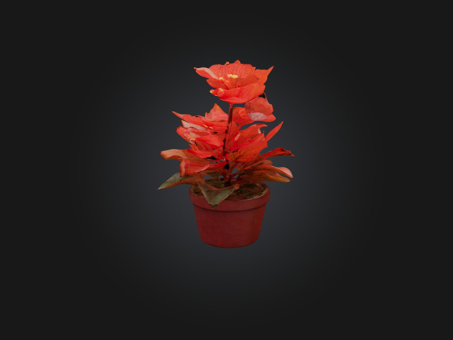 Begonia Model Low-poly 3D model_1