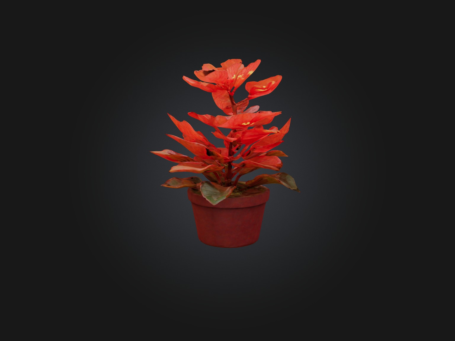 Begonia Model Low-poly 3D model_6