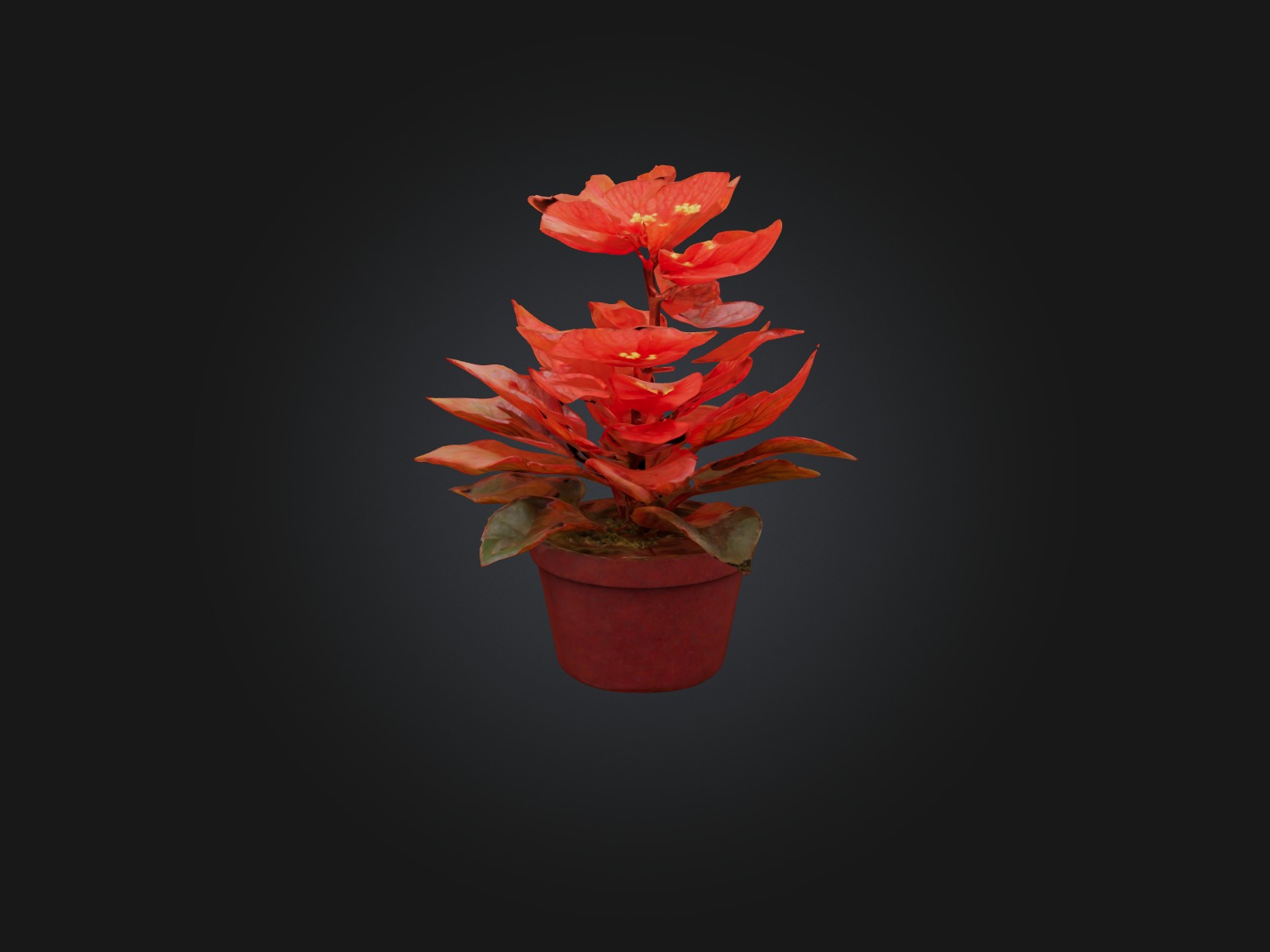 Begonia Model Low-poly 3D model_4