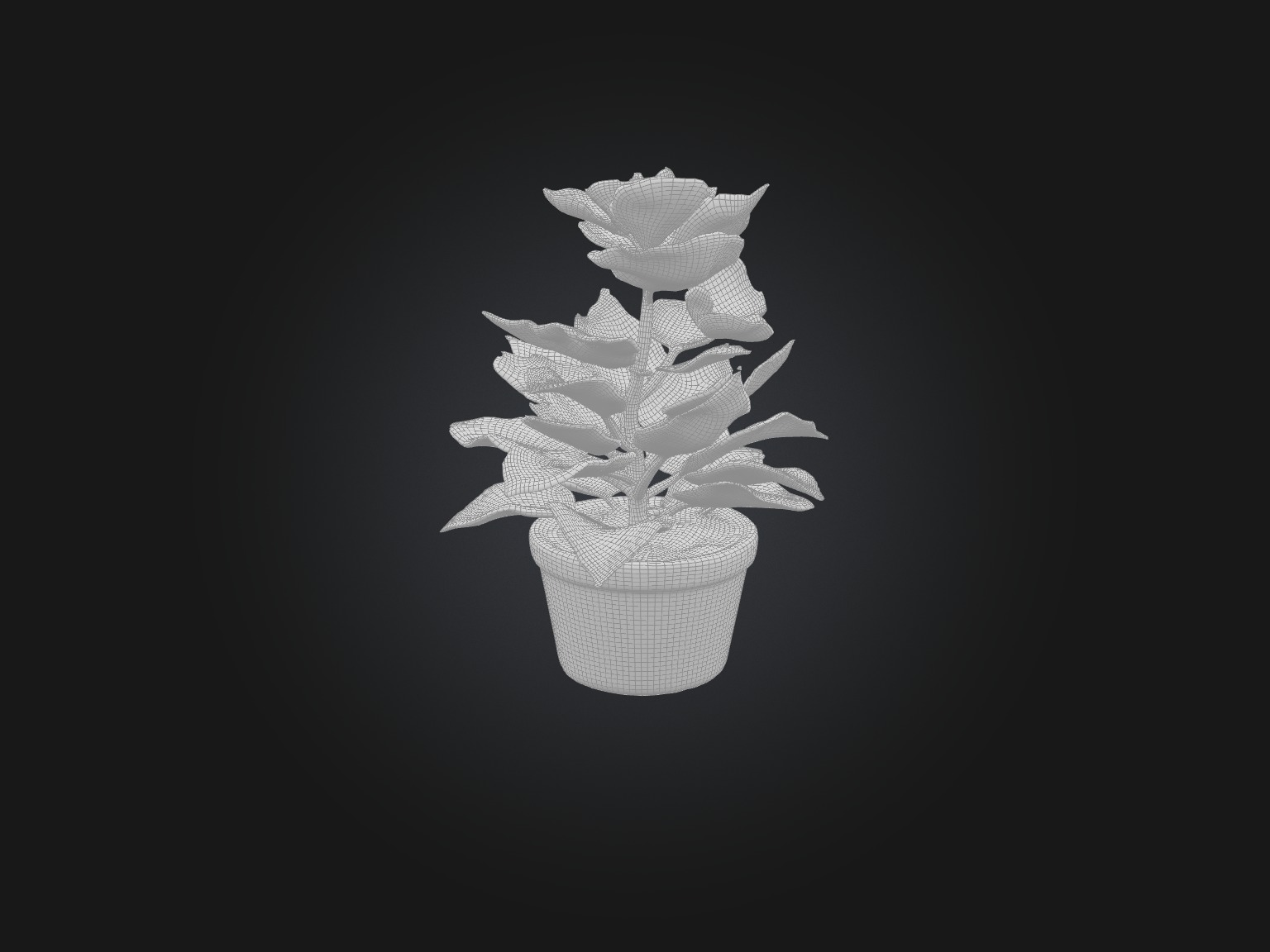 Begonia Model Low-poly 3D model_2