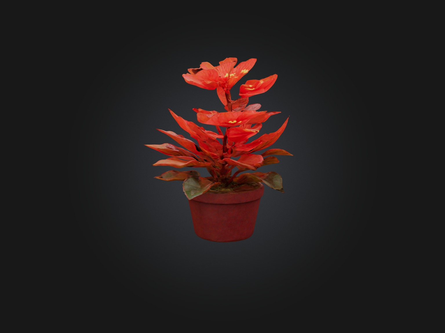 Begonia Model Low-poly 3D model_5