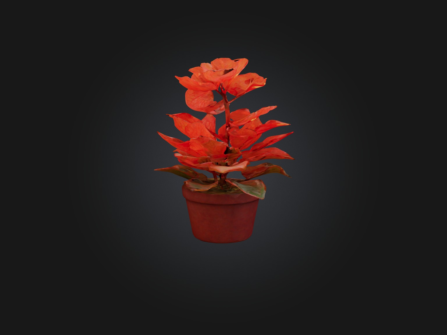 Begonia Model Low-poly 3D model_8