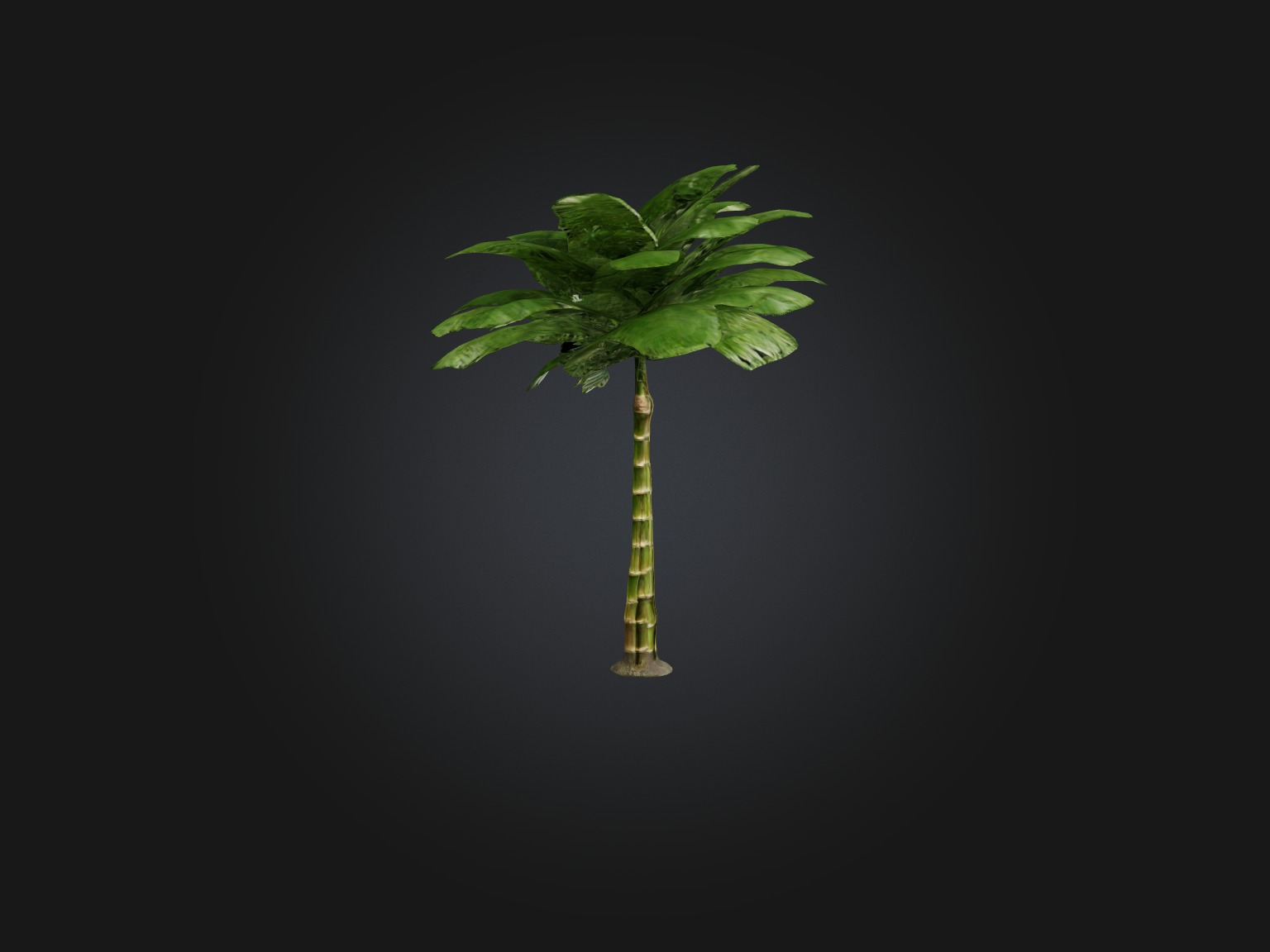 Bamboo Palm Model Low-poly 3D model_15