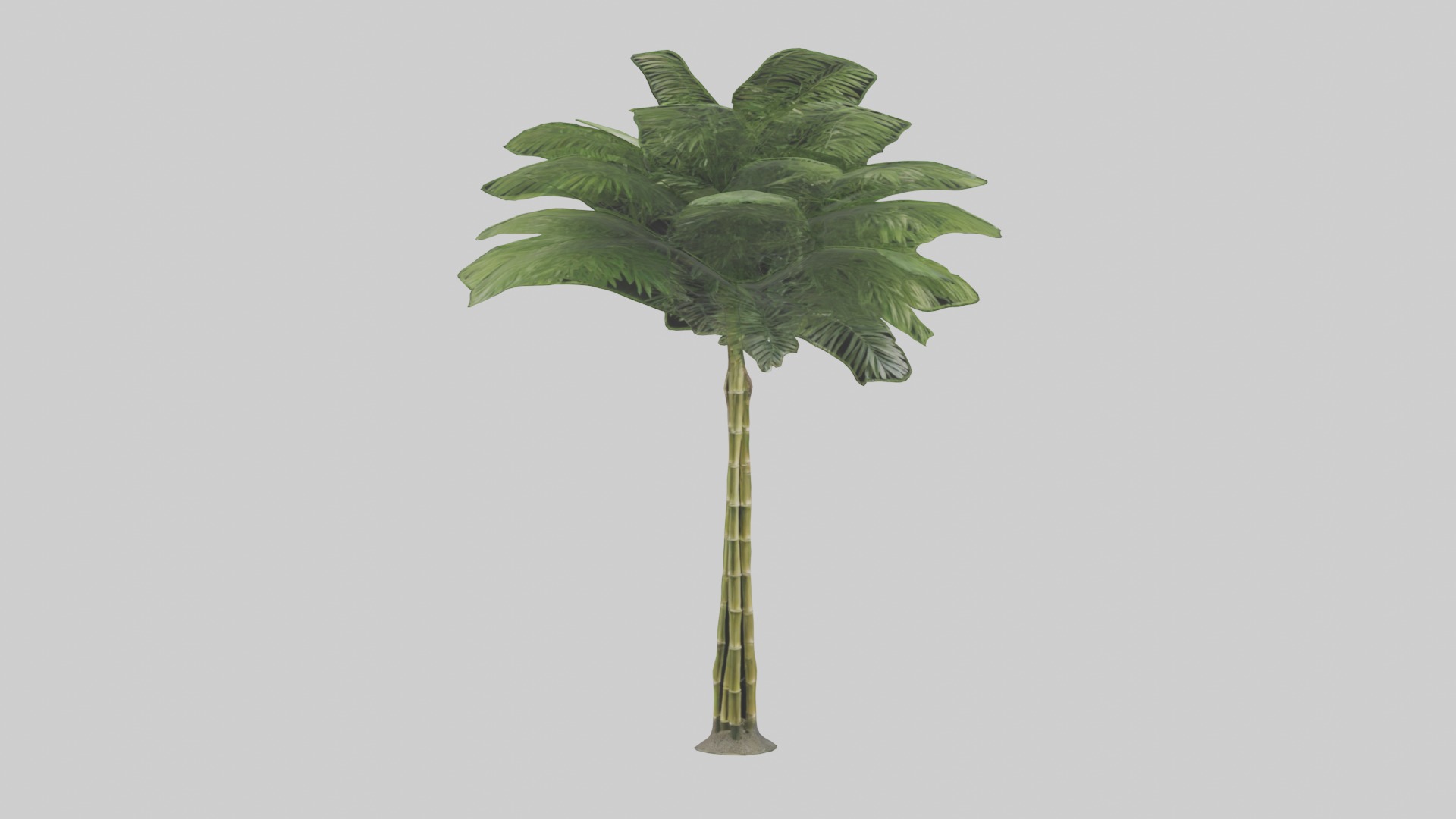 Bamboo Palm Model Low-poly 3D model_18