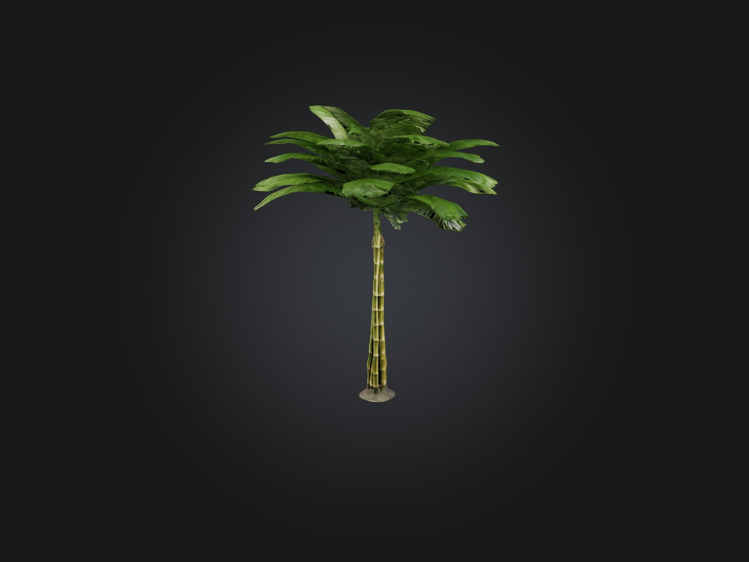 Bamboo Palm Model Low-poly 3D model_9