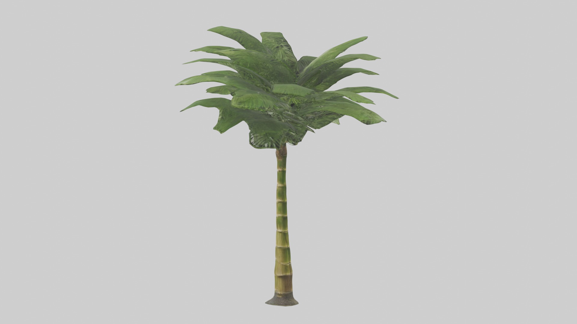 Bamboo Palm Model Low-poly 3D model_16