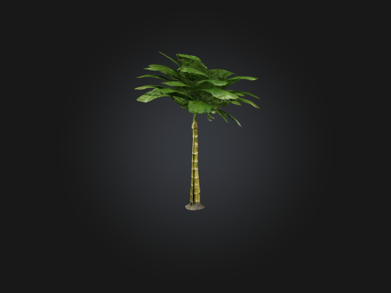 Bamboo Palm Model Low-poly 3D model_6
