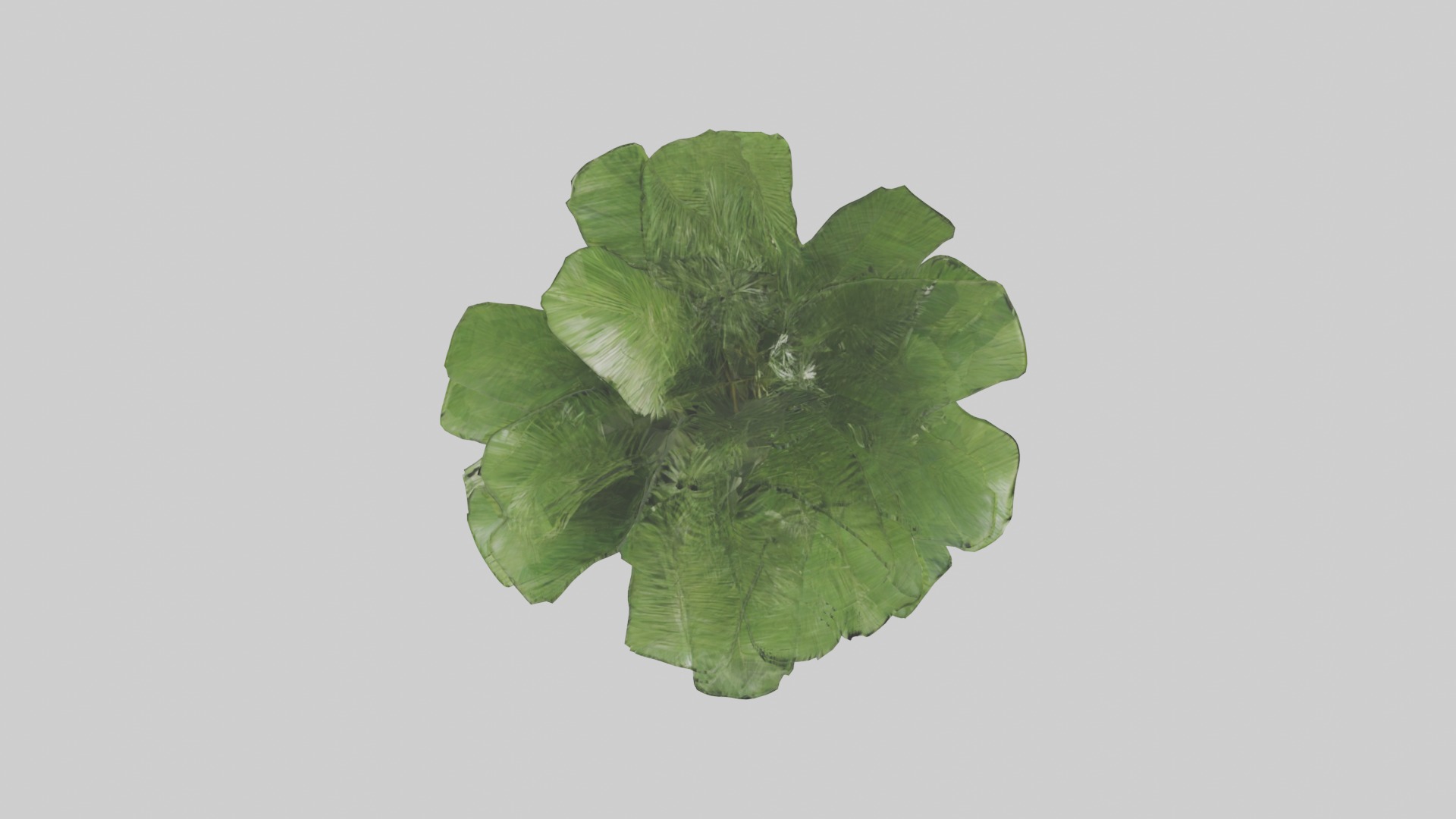 Bamboo Palm Model Low-poly 3D model_1