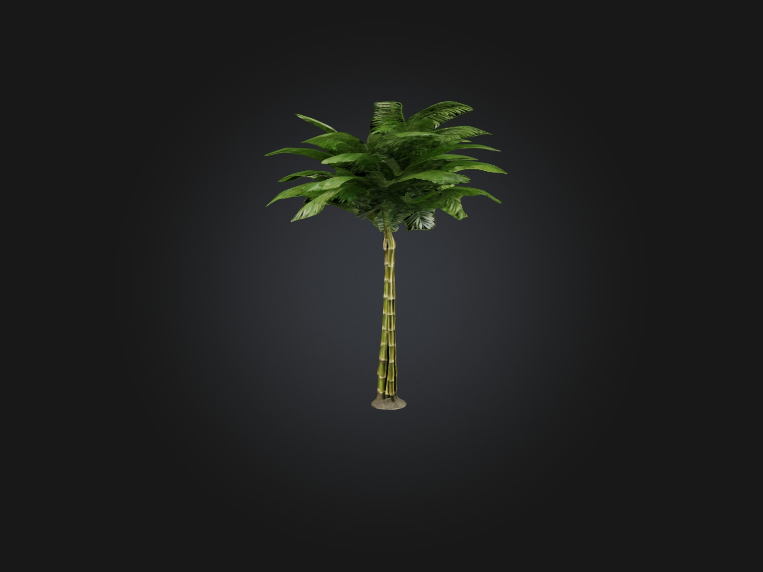 Bamboo Palm Model Low-poly 3D model_11