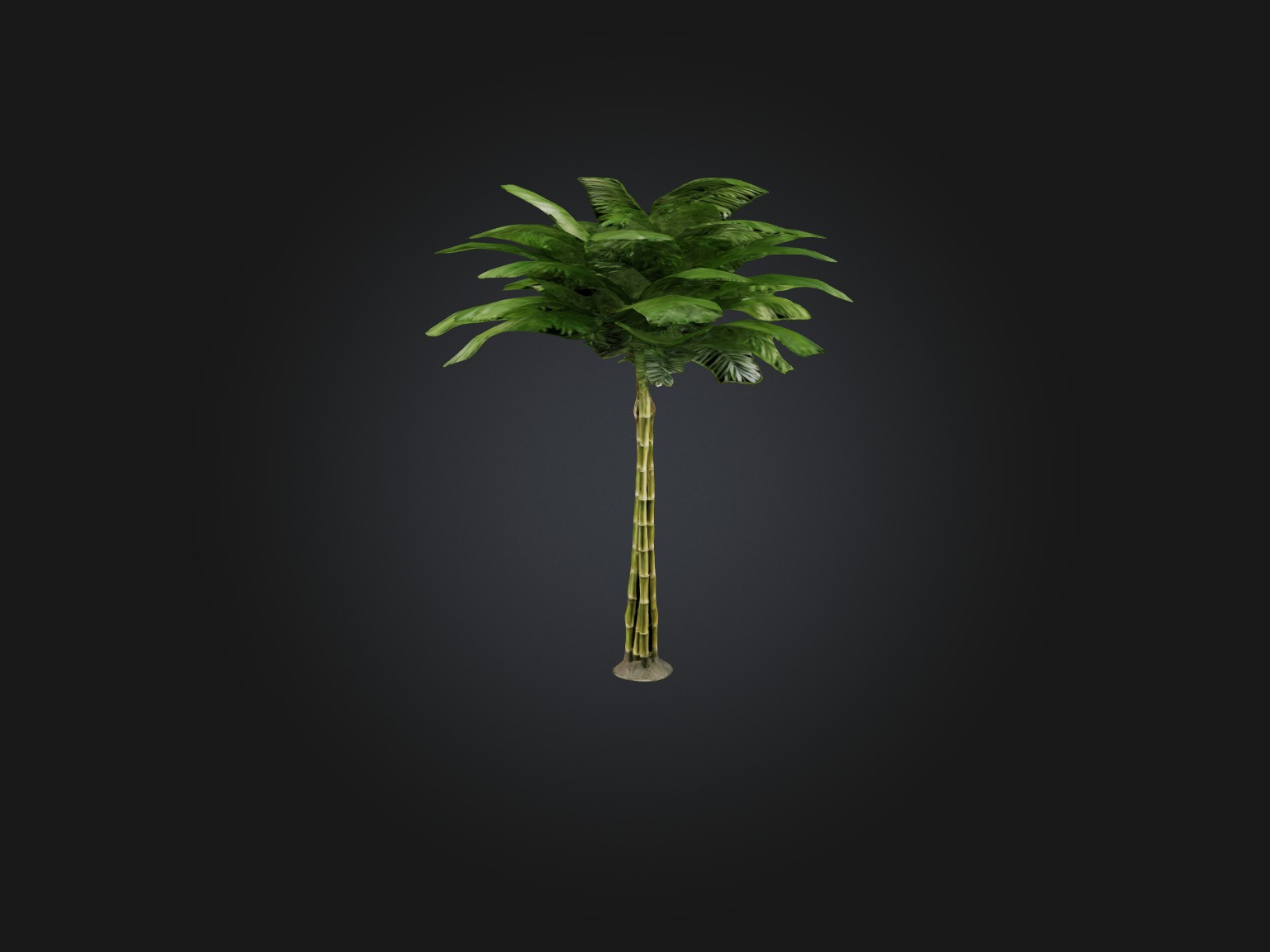 Bamboo Palm Model Low-poly 3D model_10