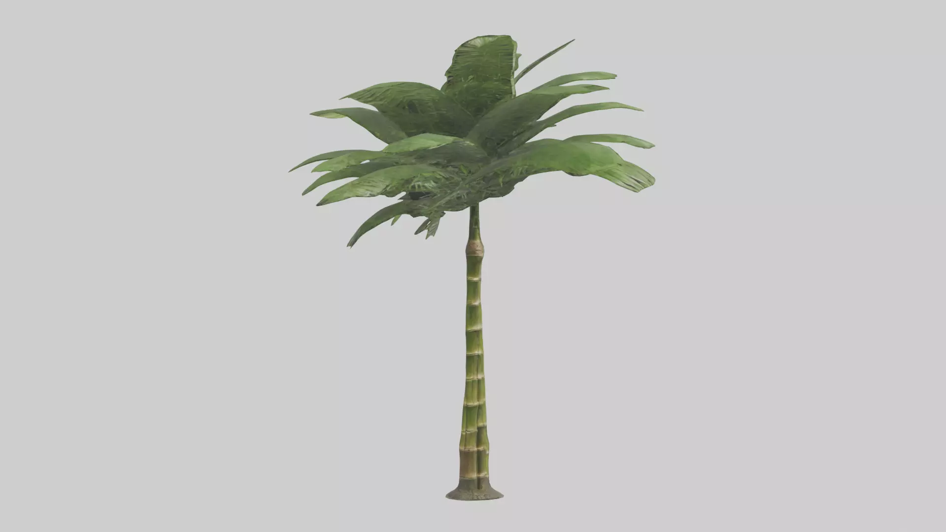 Bamboo Palm Model Low-poly 3D model_0