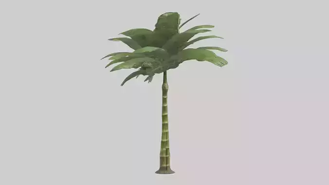 Bamboo Palm Model