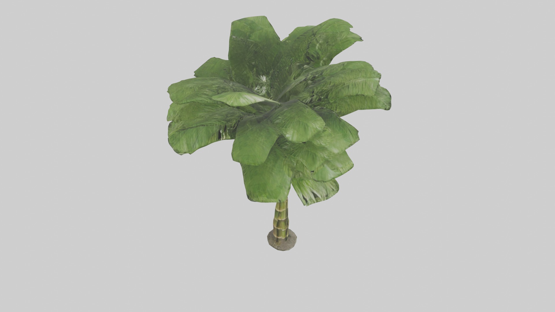 Bamboo Palm Model Low-poly 3D model_20