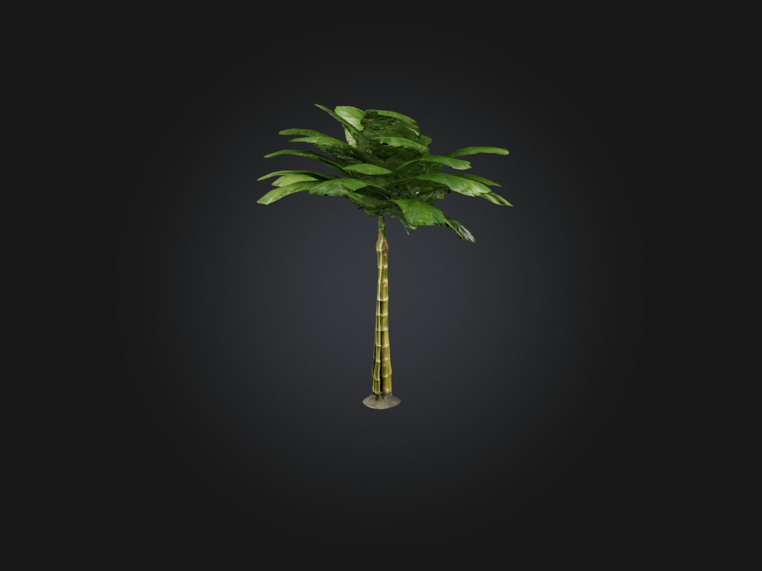 Bamboo Palm Model Low-poly 3D model_7