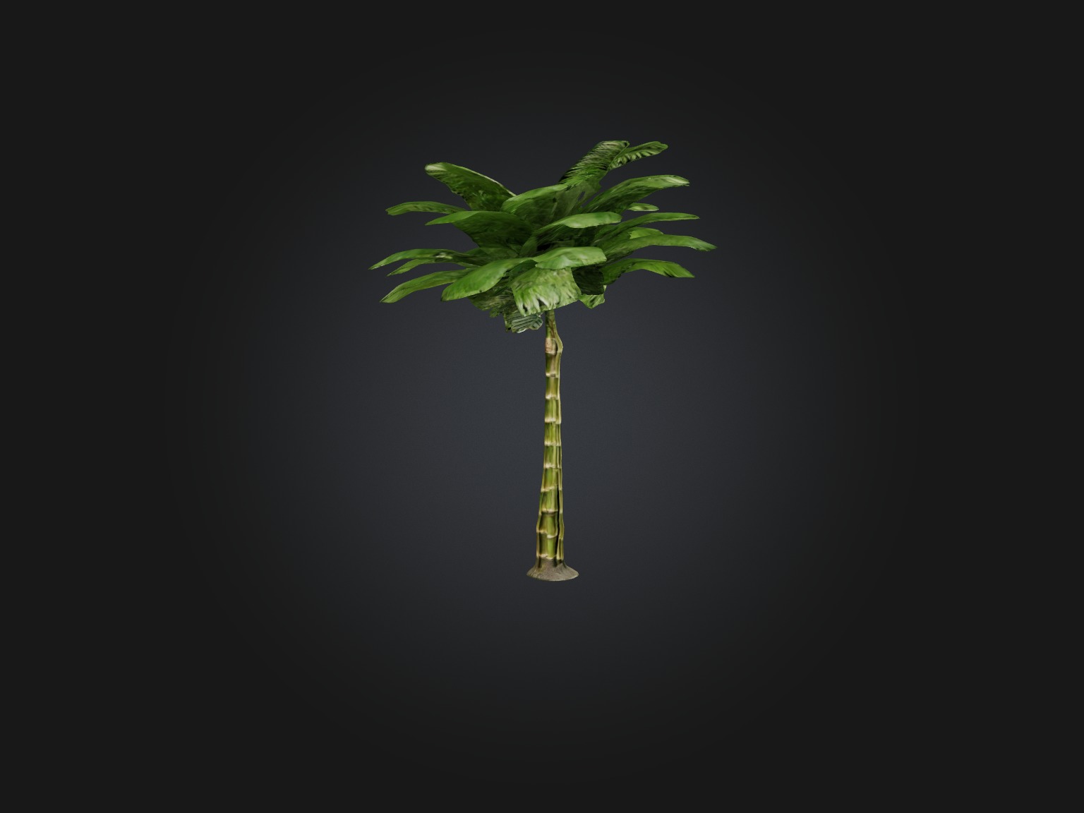 Bamboo Palm Model Low-poly 3D model_13