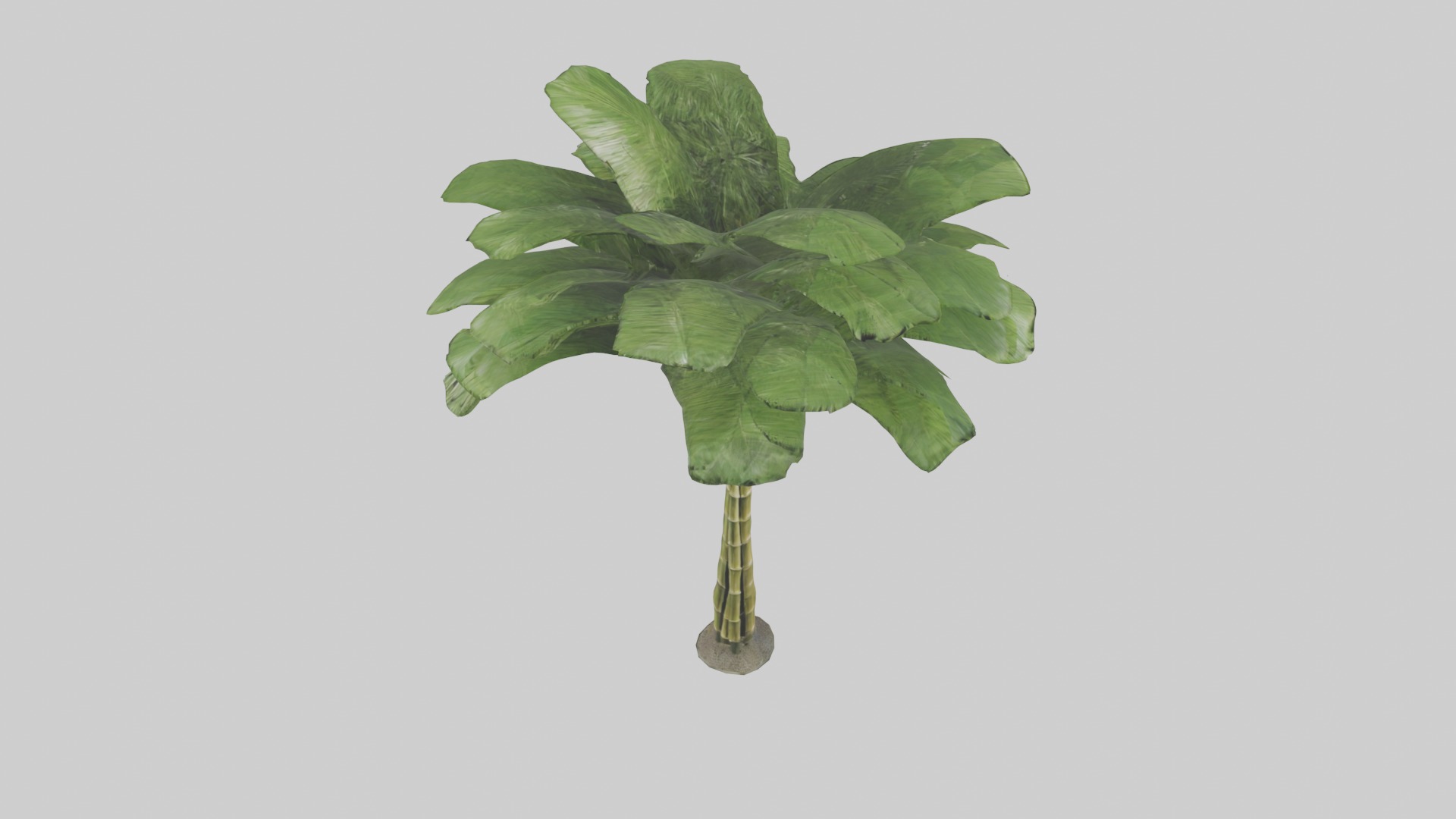 Bamboo Palm Model Low-poly 3D model_5
