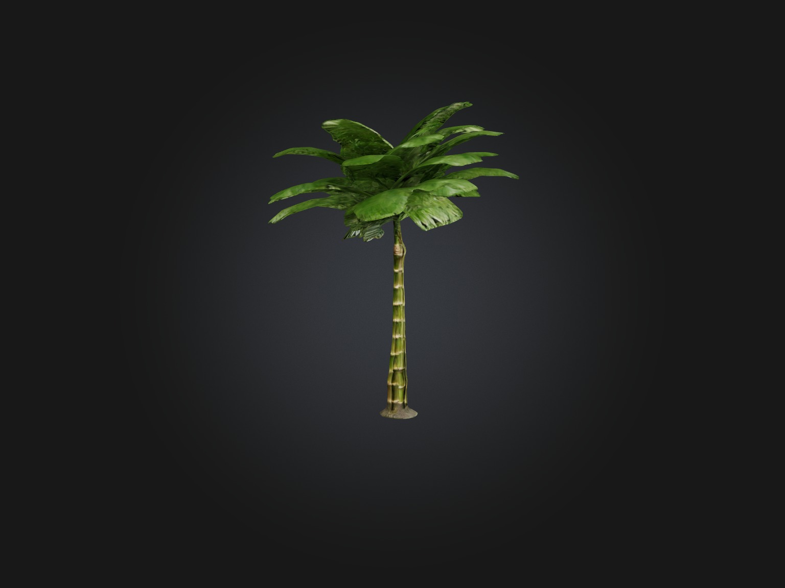 Bamboo Palm Model Low-poly 3D model_14