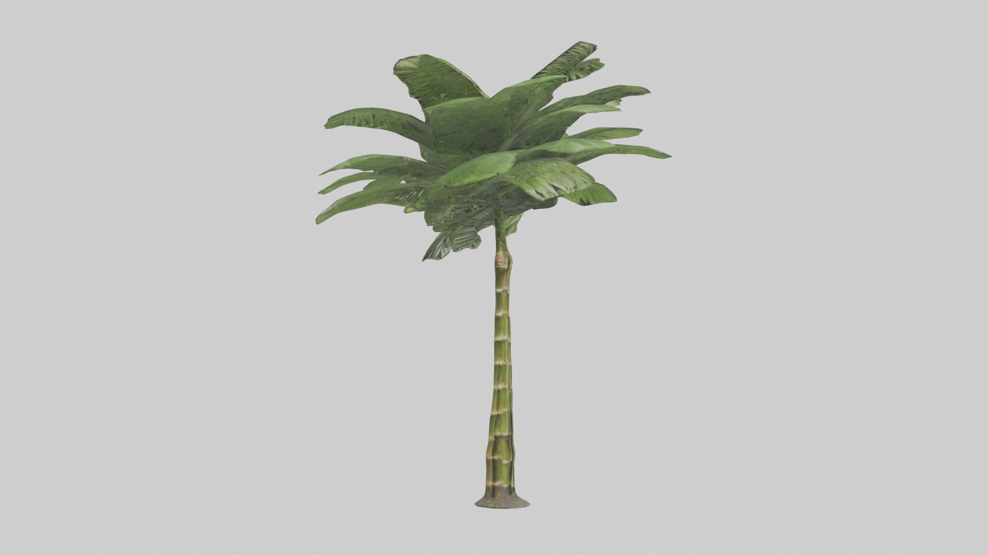 Bamboo Palm Model Low-poly 3D model_3