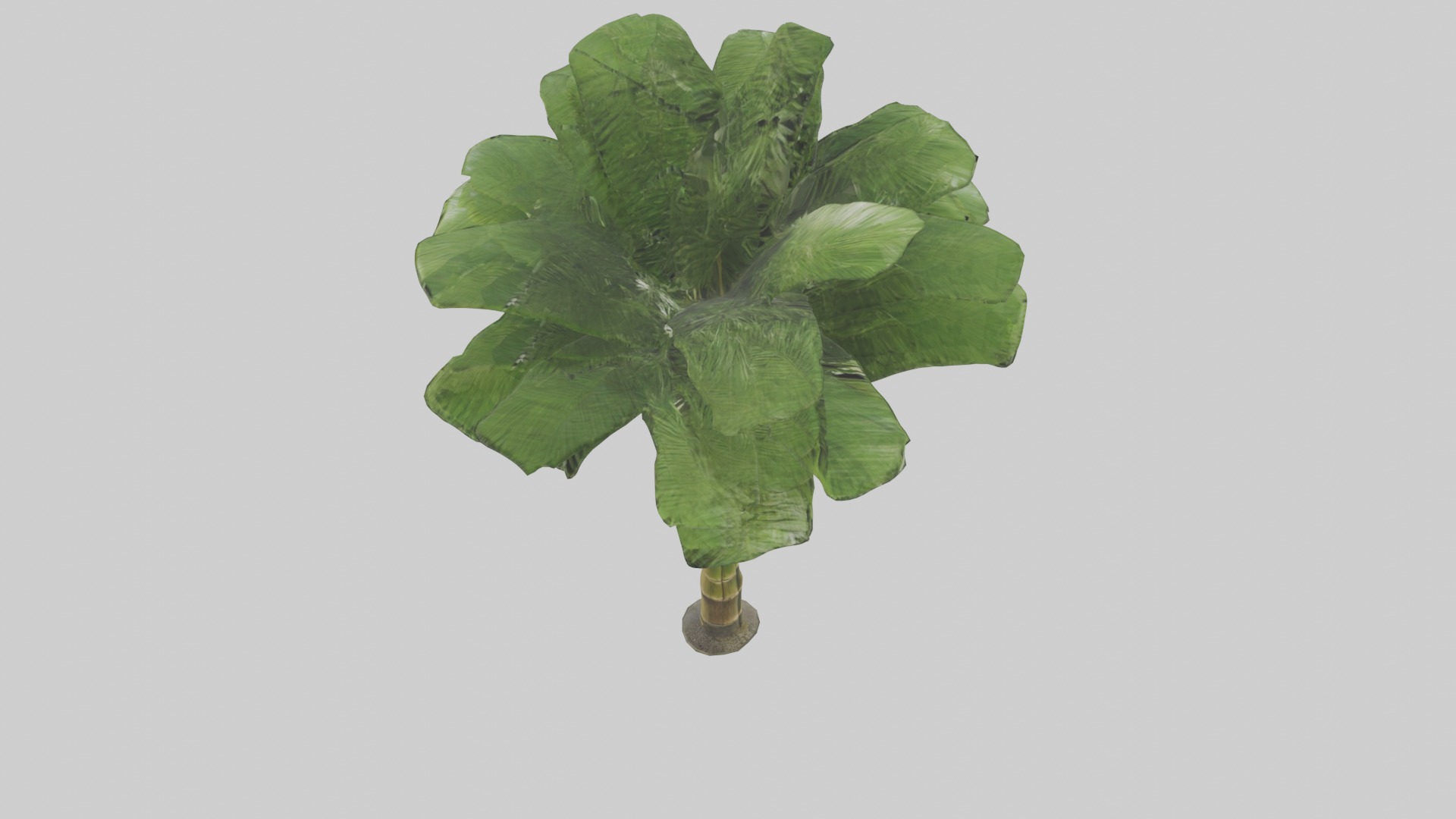 Bamboo Palm Model Low-poly 3D model_4